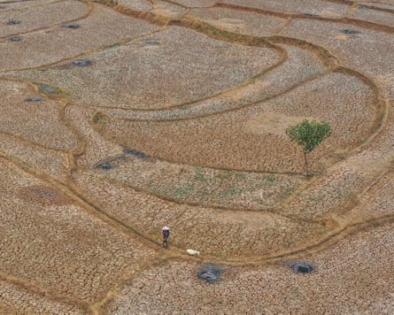 An overhead shot of a person walking with what appears to be livestock through drought-parched land in Indonesia.