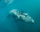 Pacific gray whales facing 'catastrophic' die-off as climate crisis hits food supply