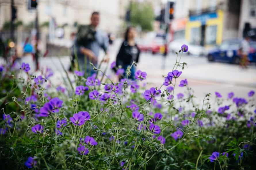 Flowers planted in Bristol Harbourside as part of an urban project