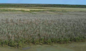 Aerial view of severe mangrove dieback near Karumba in Queensland, October 2016.