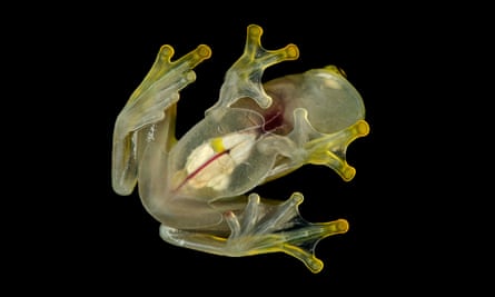 Frog seen from beneath glass surface