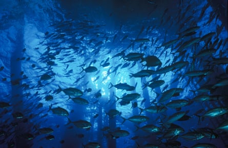 fish swim under an oil rig