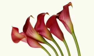 Calla lilies.