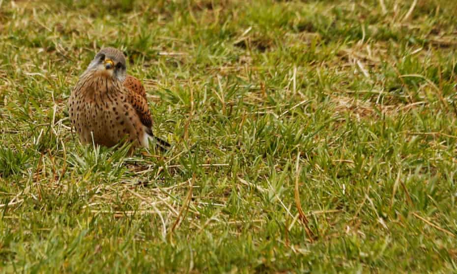 A male kestrel.