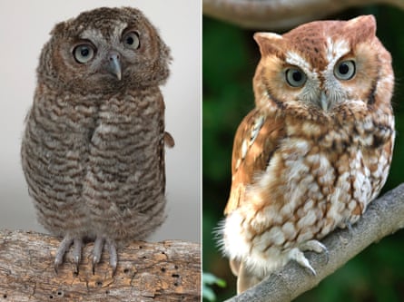 Two images of a screech owl: the first with soft juvenile feathers, the second with full white and brown adult plumage