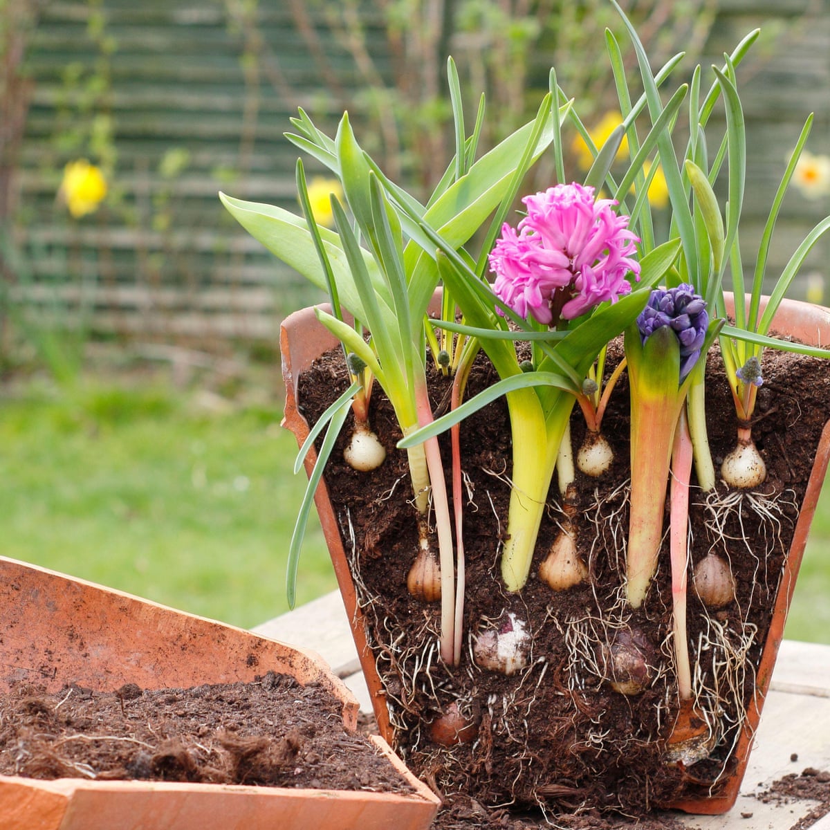 Plant a bulb lasagne: layer up window boxes for long-lasting floral  displays | Gardening advice | The Guardian