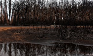 burnt trees reflected in a pool of rainwater