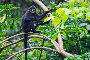 A banded langur rests on branches in Singapore’s Central Catchment Nature Reserve.