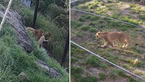 How five lions escaped their Taronga zoo enclosure – video