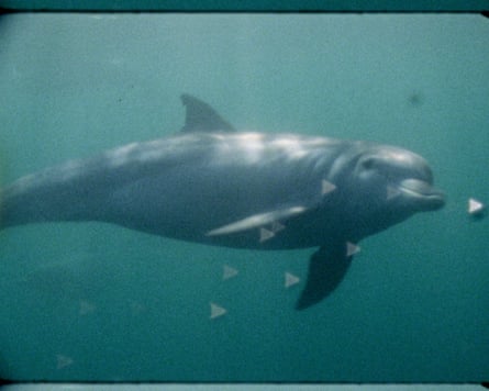 A dolphin caught on Super 8 film in Super Nature