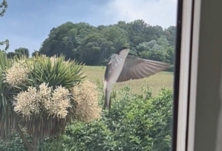 One of the adult house martins entering its nest outside Freya’s bedroom window.