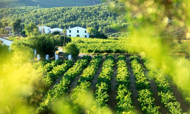 A vineyard in the Penedès wine region of Catalonia, one of the cava-producing areas of Spain.