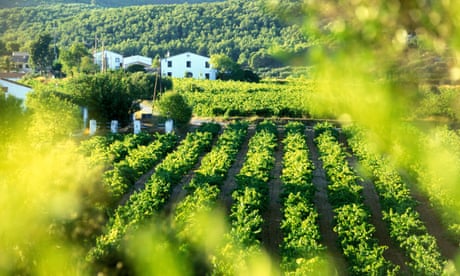 Cava firm Freixenet to furlough 80% of its workers in Catalonia due to drought