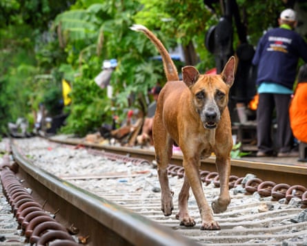 A stray canine successful Thailand.