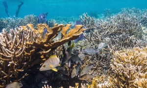 Coral reefs in Laughing Bird Caye.