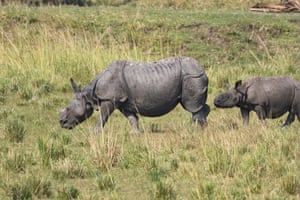 The week in wildlife – in pictures 15 One horn rhino seen grazing inside Burapahar Range, Kaziranga National Park, Nagaon District of Assam, India