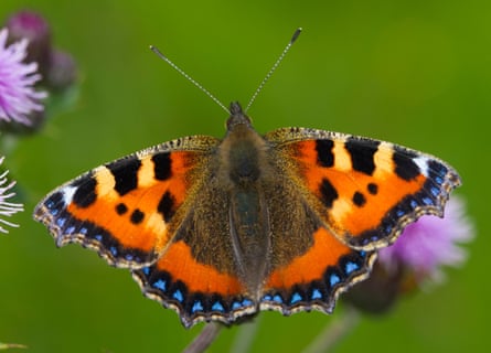 A small tortoiseshell butterfly at rest on a plant