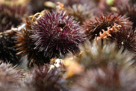 A ciliate known as philaster is responsible for the sea urchin die-off.