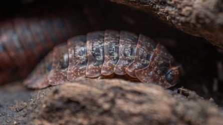 Taranga Pill Woodloos