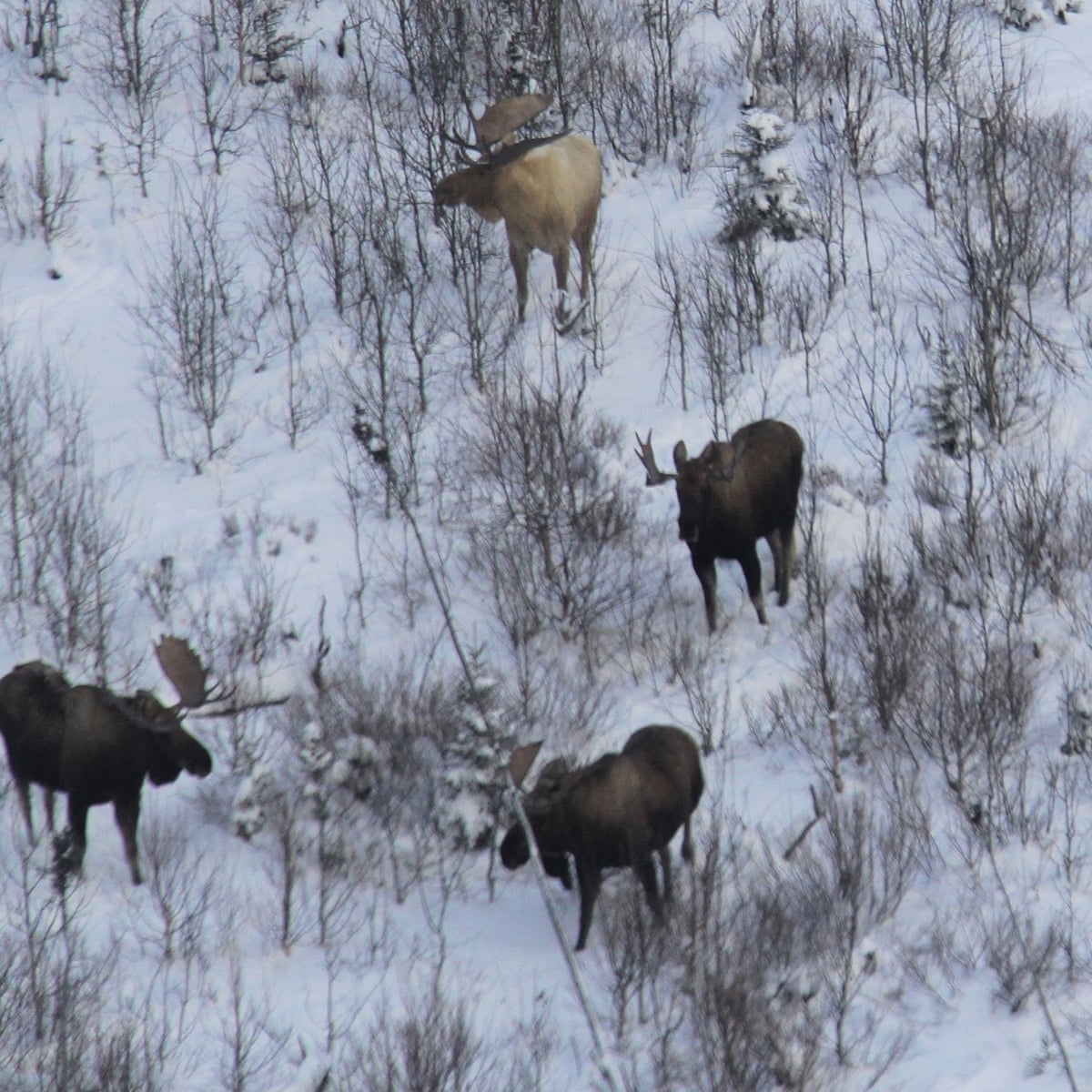 Spotted Moose Spotted moose