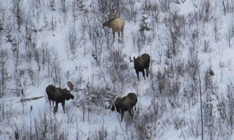 A survey of the moose population revealed the rare ‘leucistic bull moose’.