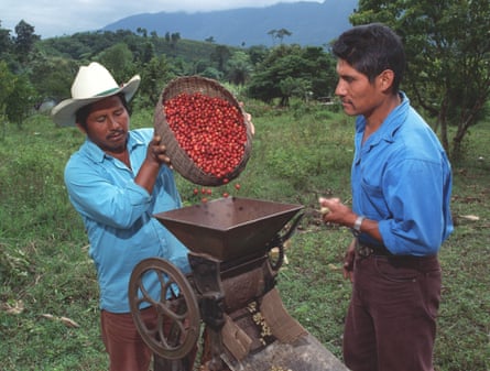 Workers de pulp organic coffee in Ejido San Luis. This coffee is shade grown in the Lacandon rainforest.