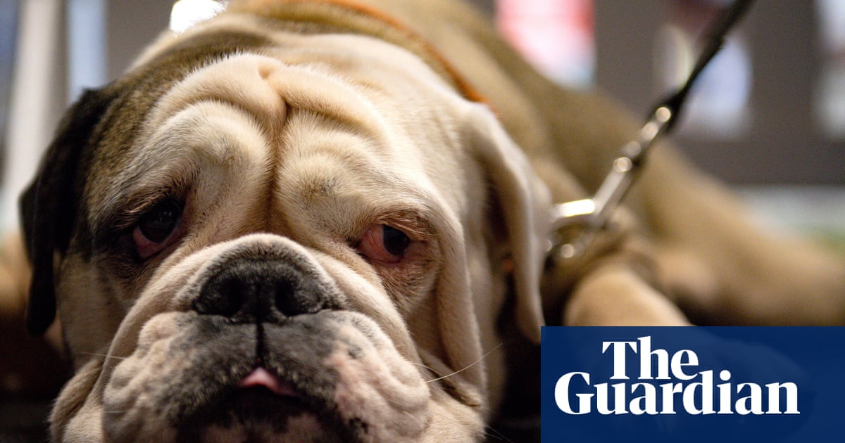 Extreme breeding of ‘cute’ English bulldogs risks UK ban, say vets