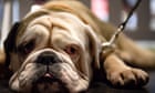 Pets could be gene-edited