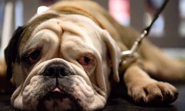 RSPCA Warns of Gene Editing on Pets 3 An English Bulldog.