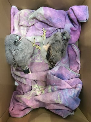 Two small kestrel chicks that were found nesting in an A320 aircraft at the Bro Tathan West aerodrome in the Vale of Glamorgan.