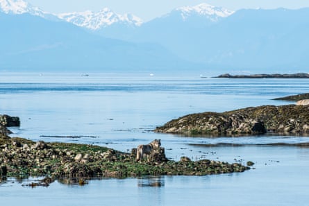 Takaya at the edge of Vancouver Island