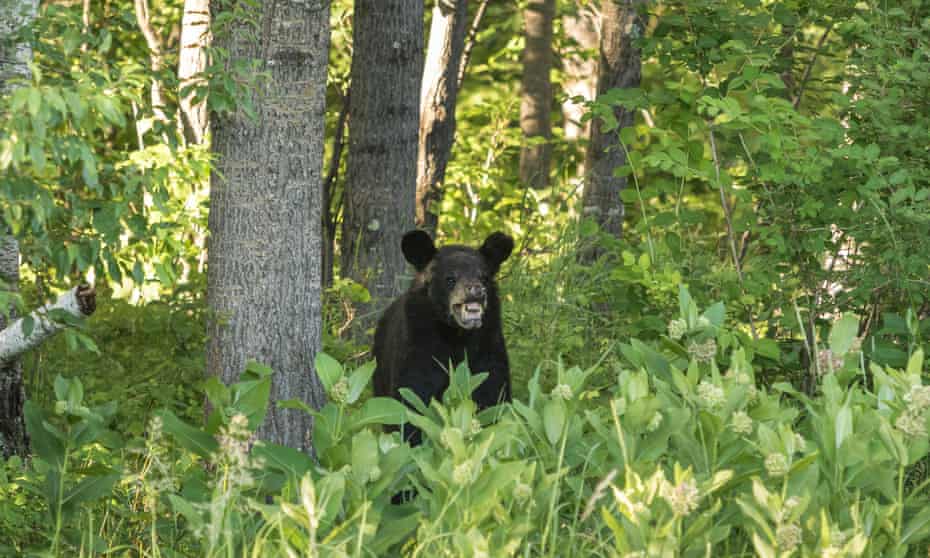 The sheriff’s office said the bear was an adult female.