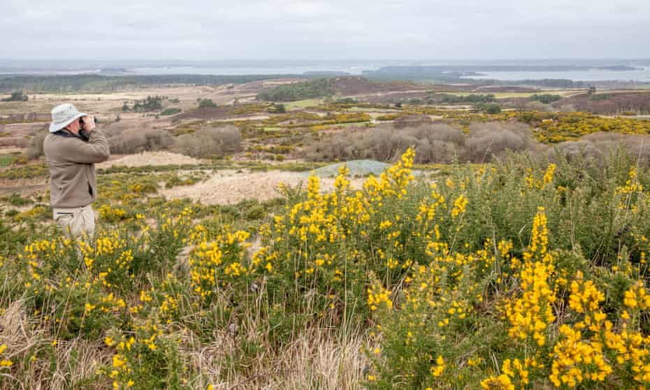 Purbeck Heath in Dorset. Seven landowners are joining forces to create what they are billing as the UK’s first ‘super national nature reserve’.