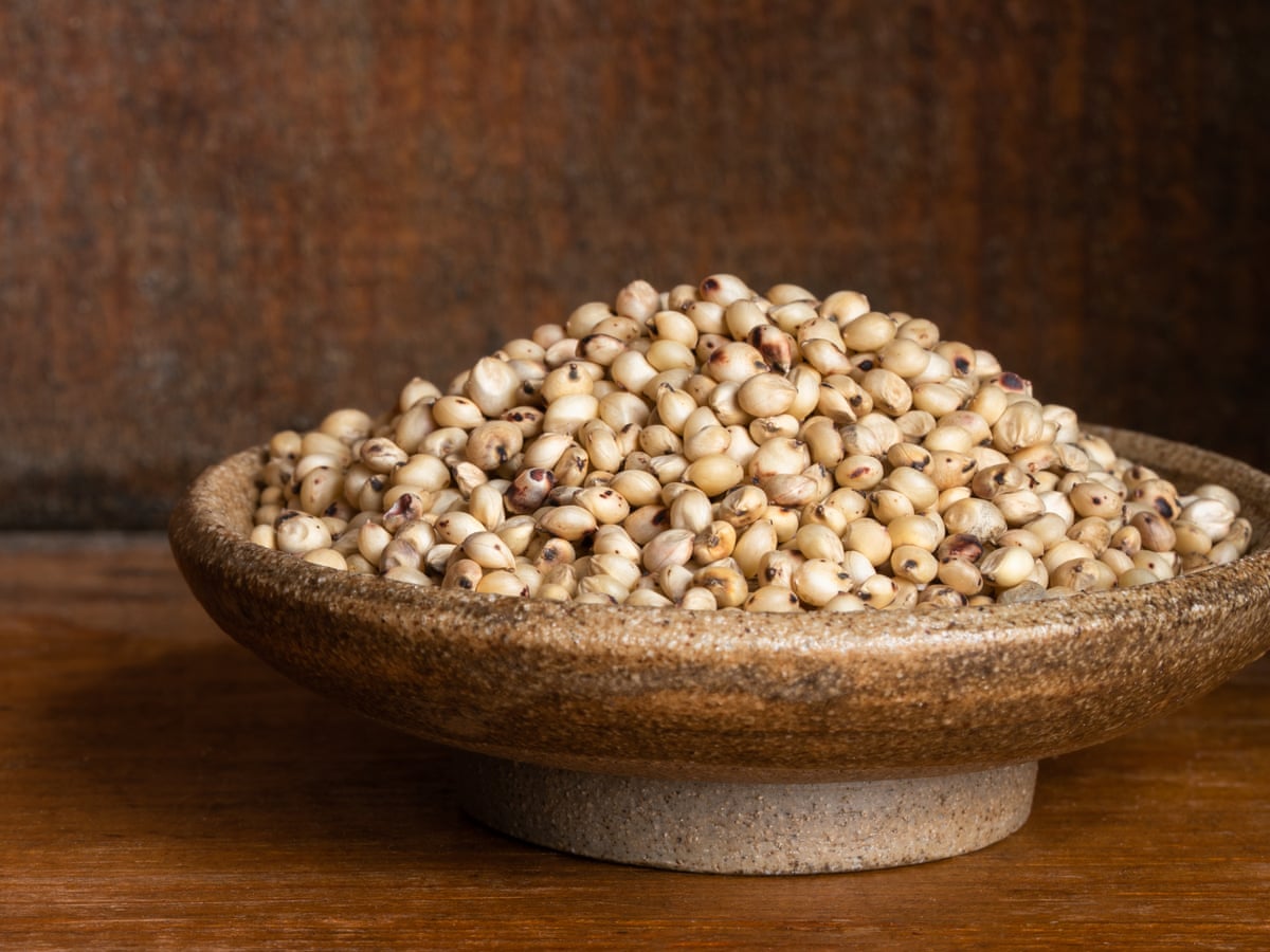 Enjoy Nutritious Benefits from Growing Ancient Grain Sorghum in Your Garden Now!