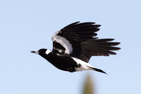 A magpie flying