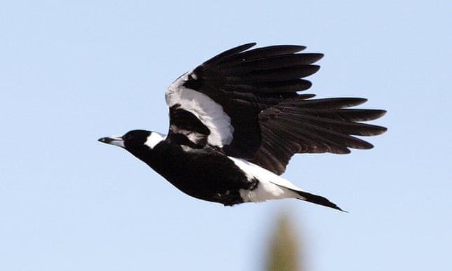 Attacks by magpies are rare and mostly occur in early spring during breeding season when the birds are defending their nests.
