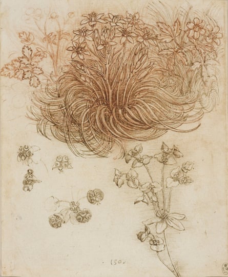 A botanical drawing by Leonardo