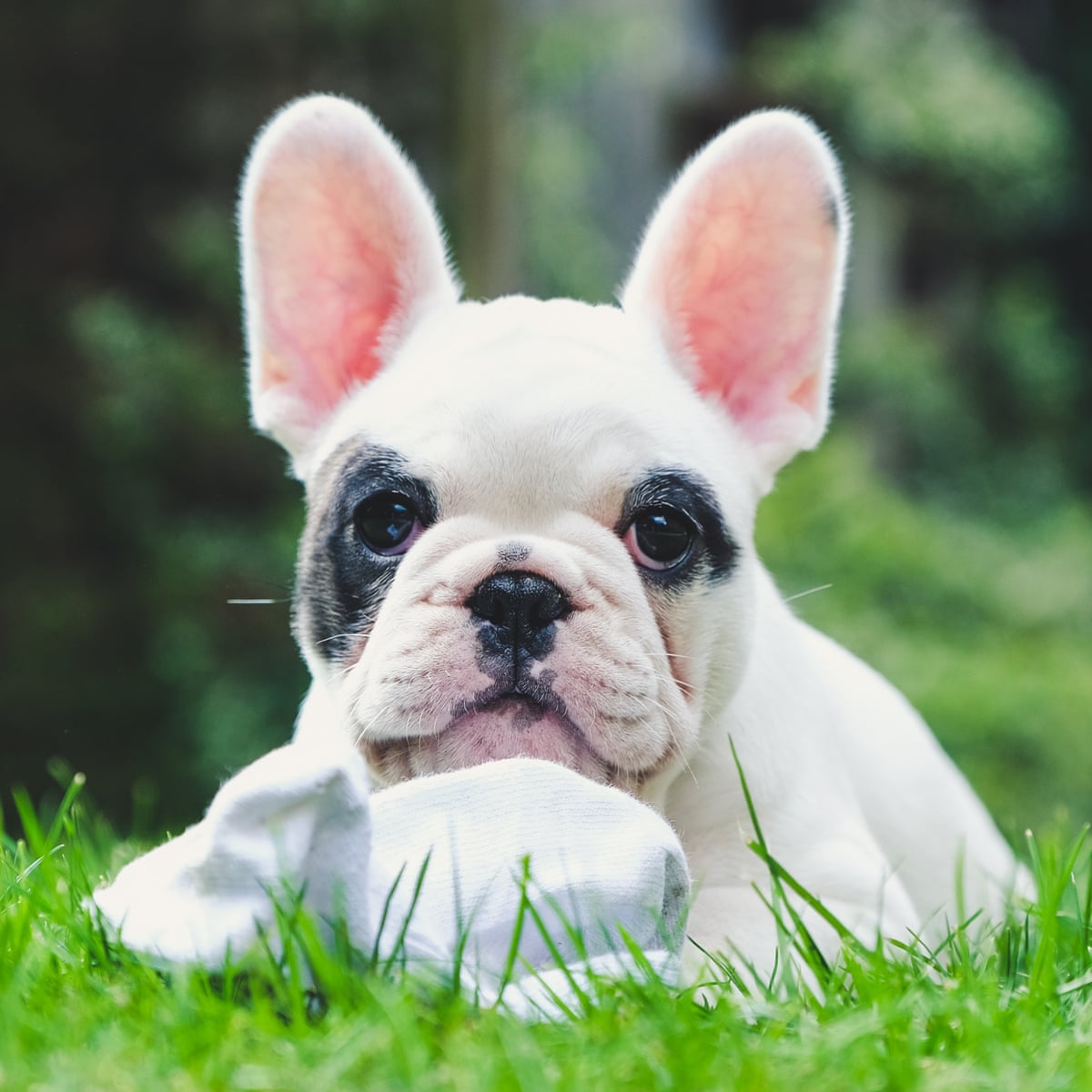 Tim Dowling Is The Puppy Homesick The Worry Is All Consuming Pets The Guardian