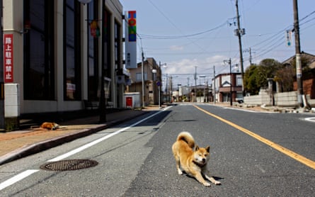 A dog stretches in the deserted town of Futaba inside the 20km evacuation zone in Fukushima, Japan.