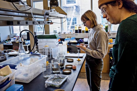 Westminster College students Cora Rasmuson, left, and Bridget Dopp set up an experiment testing the effects of water salinity and brine fly larva at Westminster College.