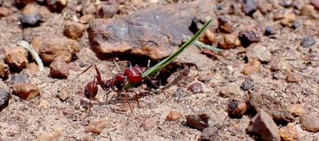 A giant African harvester carries thin green leave or blade of grass over pebbly earth