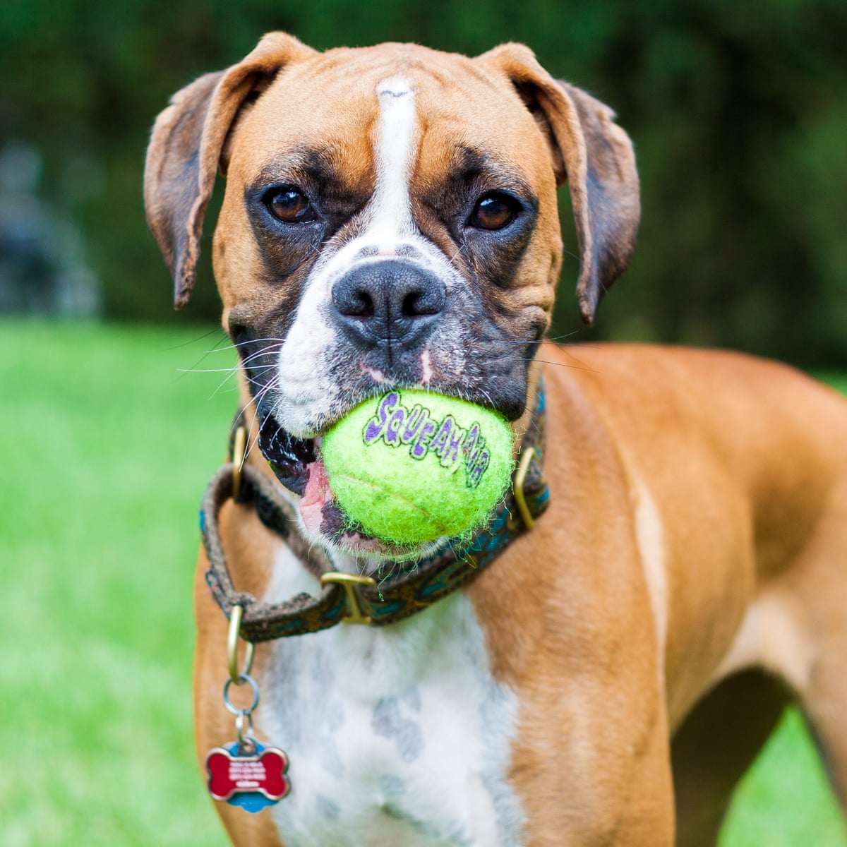 Love The Dog In The John Lewis Ad Great But Don T Rush Out And Buy One Dogs The Guardian