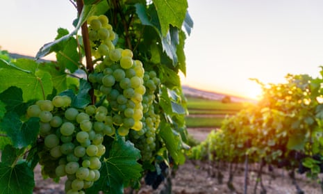 A new dawn: young green grapes in Champagne, France. The family-run house, Philzot &amp; Fils, is the UK’s second-bestselling champagne brand.
