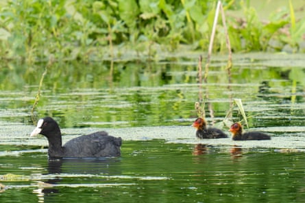 A Eurasian coot leads her chicks on the Irpin River.