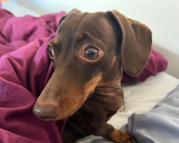 Willow, the official dog of the Guardian Thursday quiz