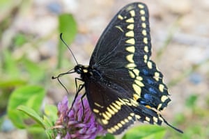 A majestic black swallowtail butterfly (Papilio polyxenes) dances gracefully on a cluster of vivid purple coneflowers, its iridescent wings shimmering under the golden sunlight. Waynesville, Illinois, USA.
