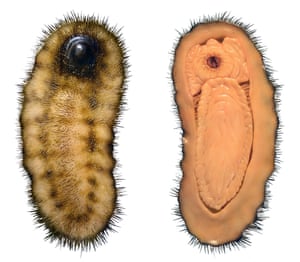 lumpy hairy toe like fossil could reveal the evolution of molluscs