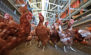 A cage-free aviary system barn in California. 4896.jpg?width=300&quality=85&auto=forma
