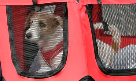 Downing Street Gets New Resident A Dog Named Dilyn Boris Johnson The Guardian