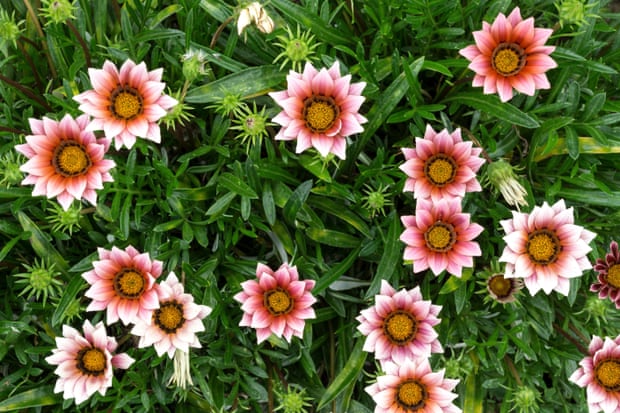 Dorotheanthus blooms.